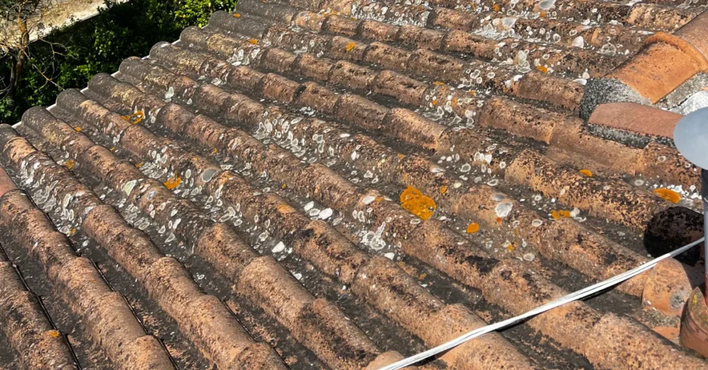 Pourquoi lichens et mousses menacent vraiment votre charpente ?