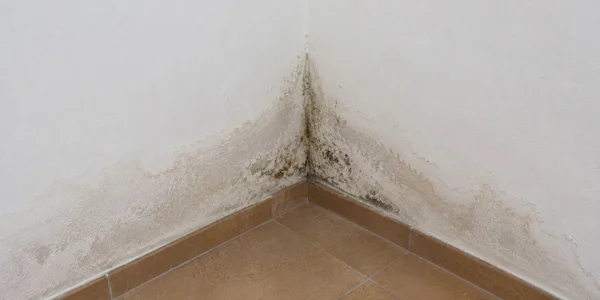 Photo de remontées capillaires et humidité sur mur intérieur à Istres avec dégradation de l’enduit.
