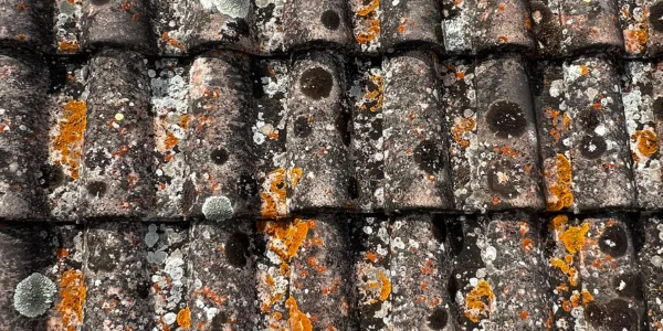 Toiture envahie par les mousses et lichens avant démoussage professionnel à La Seyne-sur-Mer.
